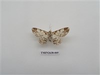 藏品(尺蛾165)的圖片